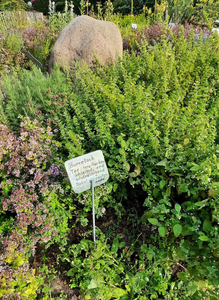 Kräuter, Niereninsuffizienz Hund, Stoffwechsel Pferd, THP Hinrichs, Ihlienworth, Phytotherapie
